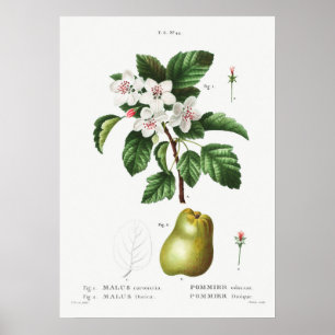 1 Zoete krabappel (Malus coronaria) 2 Apple (Malus Poster