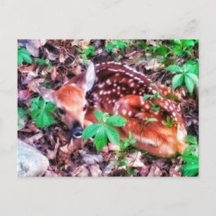 1FAWN BRIEFKAART