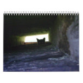 2009 aimant le calendrier sauvage de chat de Feral (Protection)