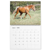 2011 Akhal-Teke Paarden Kalender (Mar 2026)