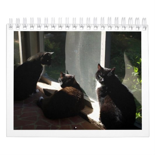 2013 calendrier - cinq amende Felines (Protection)