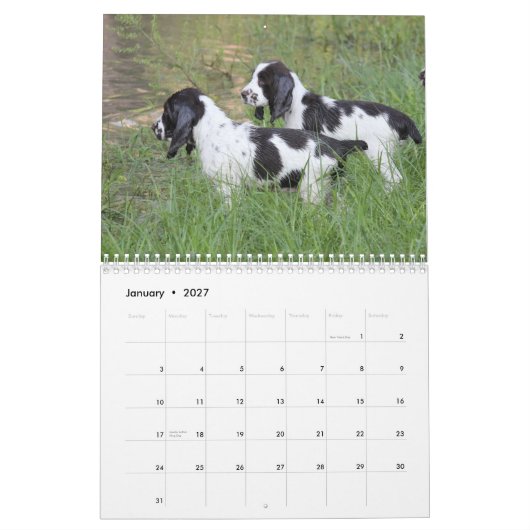 2013 Engelse Springer Spaniel Pups Kalender (Jan 2027)