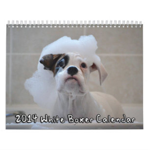 2014 White Boxer Calendar Kalender