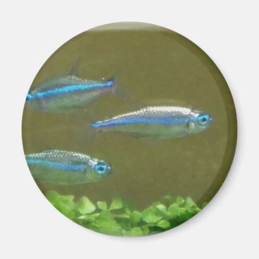 20160526_113326 MAGNEET (Voorkant)