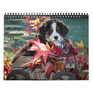 2016 Bernese Mountain Dog Calendar Kalender