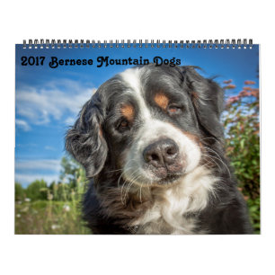 2017 Bernese Mountain Dogs Calendar Kalender