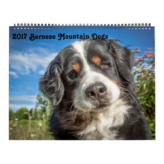 2017 Bernese Mountain Dogs Calendar Kalender (Hoes)