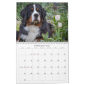 2018 Bernese Mountain Dog Calendar Kalender (Feb 2027)