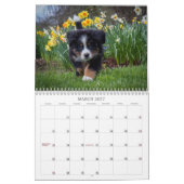 2018 Bernese Mountain Dog Calendar Kalender (Mar 2027)