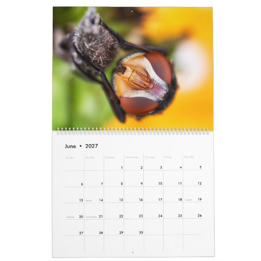 2019 Bug Eyed Beauties Macro Photography Calendar Kalender (Jun 2027)