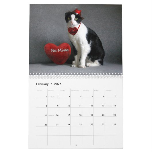 2019 calendrier de chat - pli d'écossais (Feb 2026)
