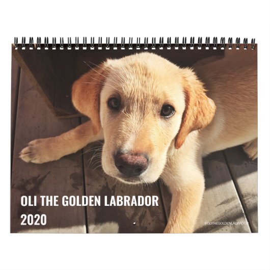 2020 Oli de Golden Labrador Kalender (Hoes)