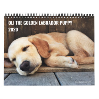 2020 Oli de Golden Labrador Puppy Kalender
