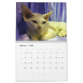 2020 Sphynx Kitten Kalender (Feb 2026)
