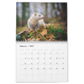2021 Ferret Calendar Kalender (Feb 2027)