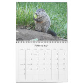 2022 12 mois Calendrier des murs photo de marmotte (Feb 2027)