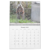 2022 12 mois Calendrier des murs photo de marmotte (Jan 2026)