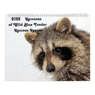 2022 Raccoons van de "Wild Blue Yonder Raccoon Res Kalender