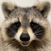 2023 Calendrier Raccoons de Gordon Wildlife