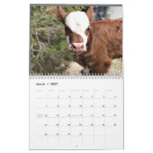 2023 Cow Calendar Kalender (Mar 2027)