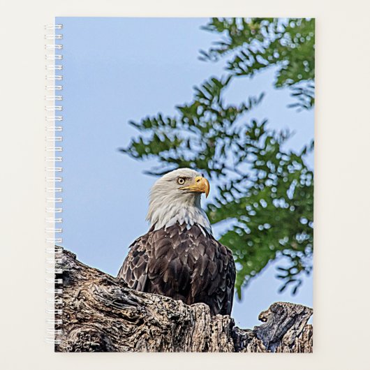 2024 Kale adelaar Planner (Voorkant)
