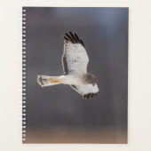 2024 Northern Harrier Hawk Planner (Voorkant)