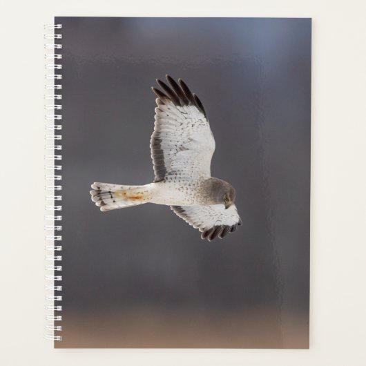 2024 Northern Harrier Hawk Planner (Voorkant)
