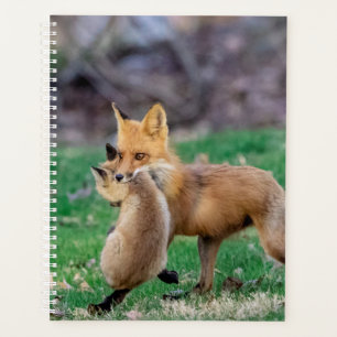 2024 Red Fox et Kit