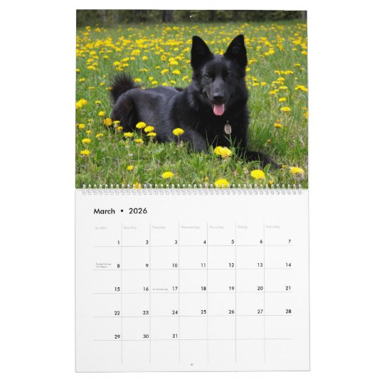 2025 Allemand Berger calendrier mural chien animal (Mar 2026)