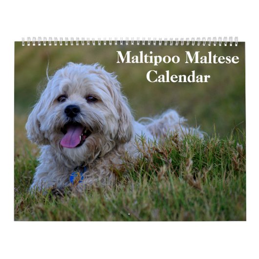 2025 Maltipoo Maltese puppy Kalender (Hoes)