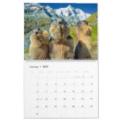 2025 Marmots Kalender (Jan 2027)