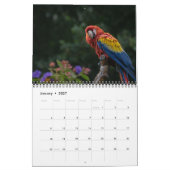 2025 Parrot Kalender (Jan 2027)