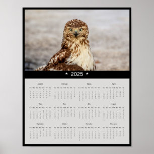 2025 Red-Tailed Hawk Wandkalender Poster