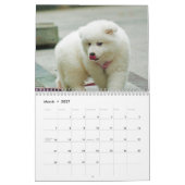 2025 Samojeed Hond Kalender (Mar 2027)