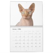 2025 Sphynx Kitten Kalender (Jan 2026)