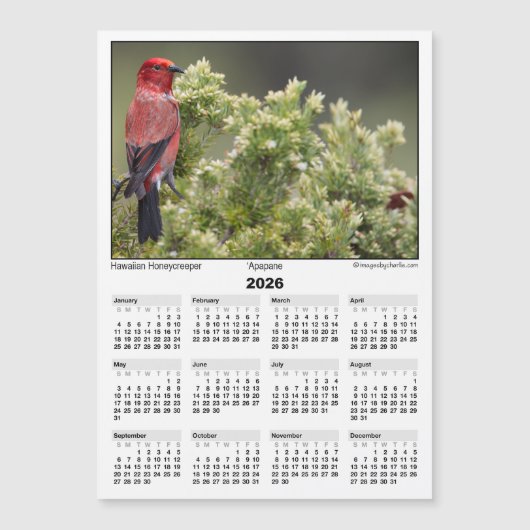 2026 5x7 Magnet Calendar Apapane Hawaiian Bird (Devant)