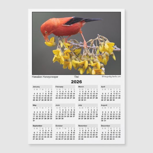 2026 5x7 Magnet Calendar Iiwi Hawaiian Bird (Devant)