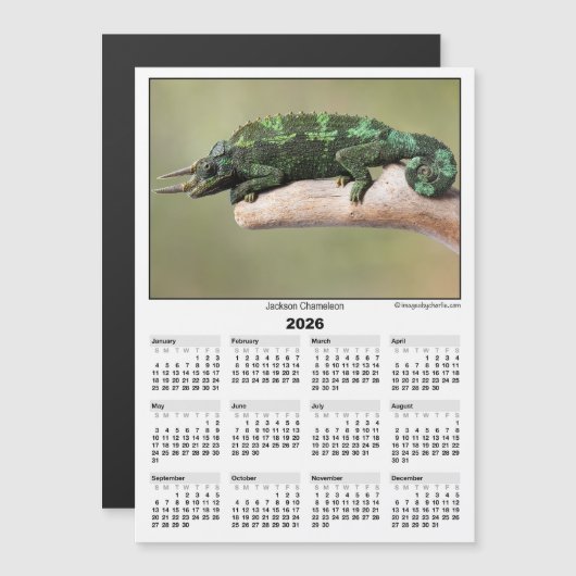2026 5x7 Magnet Calendar Jackson Chameleon (Devant / Derrière)