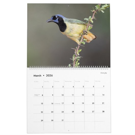 2026 - Birds of the Lower Rio Grande Valley Calend Kalender (Mar 2026)