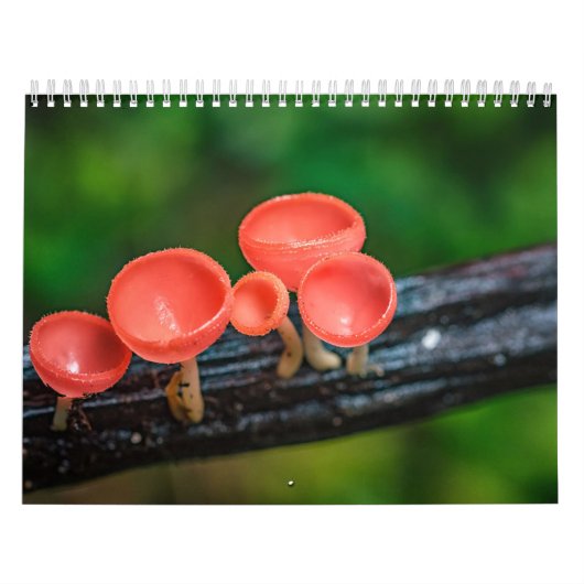 2026 Enchanted Mushroom Photo Kalender (Hoes)