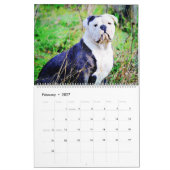 2026 Engelse Bulldog Britse Amerikaanse Bully Cade Kalender (Feb 2027)