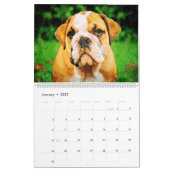 2026 Engelse Bulldog Britse Amerikaanse Bully Cade Kalender (Jan 2027)