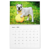 2026 English Bulldog British American Bully Gift Kalender (Mar 2026)