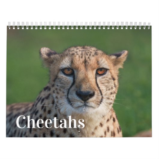 2026 Fast and the Beautiful: Cheetah Collectie Kalender (Hoes)