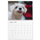2026 Maltipoo Maltese puppy Kalender (Feb 2027)