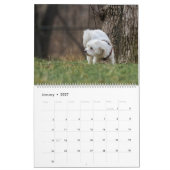 2026 Maltipoo Maltese puppy Kalender (Jan 2027)