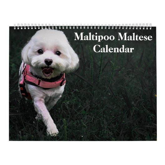 2026 Maltipoo Maltese puppy Kalender (Hoes)