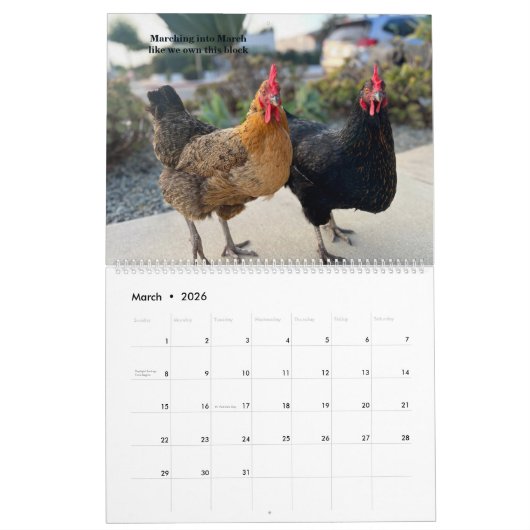 2026 Neighborhood Chicken Calendar - Large Kalender (Mar 2026)