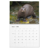 2026 Otters Up Close - Calendrier Courte-Claed (Mar 2026)