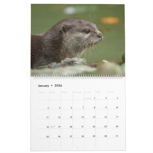 2026 Otters Up Close - Calendrier Courte-Claed (Jan 2026)